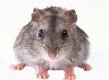 Джунгарский хомяк